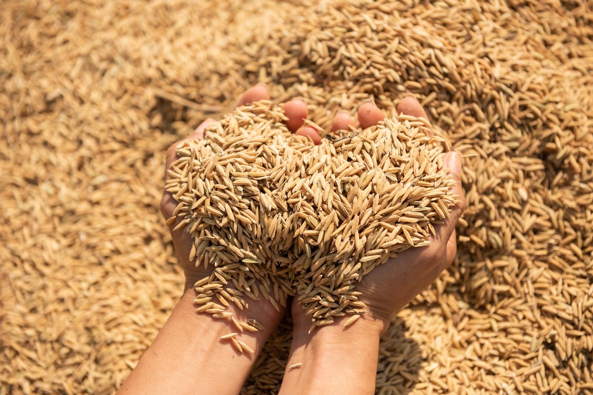 Golden paddy harvest in a farmer's hands