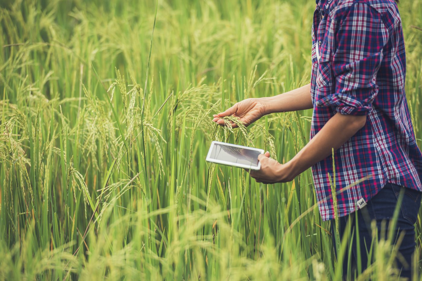Farmer standing in a rice field with a tablet