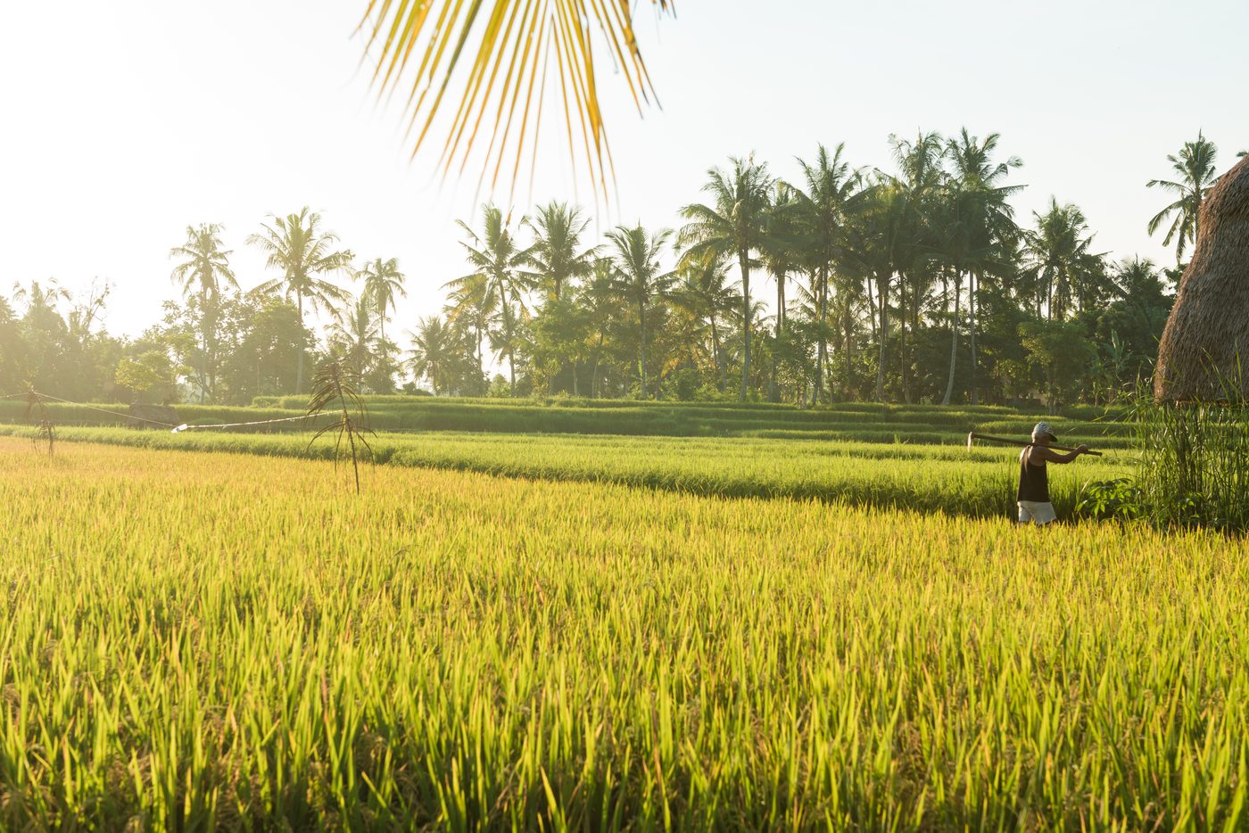 Terraced rice field